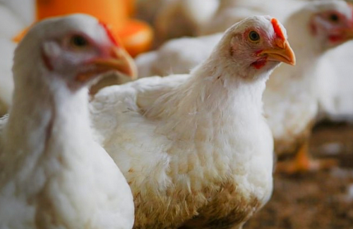 «Зеленый» подход к улучшению продуктивности и качества мяса бройлеров